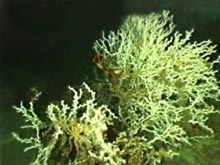 Lophelia pertusa bushes with several painted squat lobsters in the background and a golden crinoid in the foreground