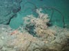 The dense coral habitat of the 3-toothed squat lobster at Green Canyon