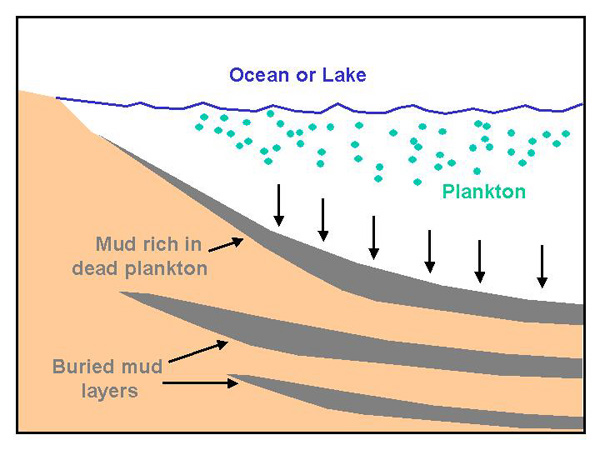 Oil is a fossil fuel that is formed from plankton that is deposited in the sediments of oceans and lakes, and then buried deeply in the earth