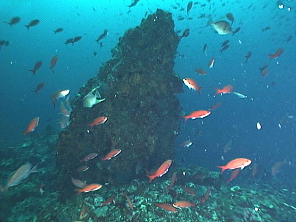 Thick clouds of fish around one of the basalt spires at Alderdice Bank