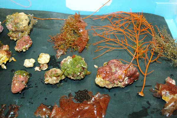 Coralline algal nodules, associated algal partners, and a few corals collected at the western mound