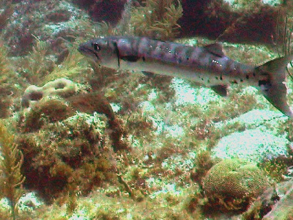 Great Barracuda (Sphyraena barracuda) swims through coral reef habitat