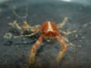 A dorsal view of a small squat lobster, Galathea sp