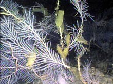 Skate egg cases attached to a field of Primnoid corals