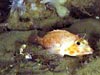 A scorpionfish with a mound of anemones and sponges in the background