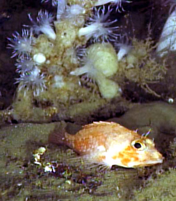 A scorpionfish with a mound of anemones and sponges in the background