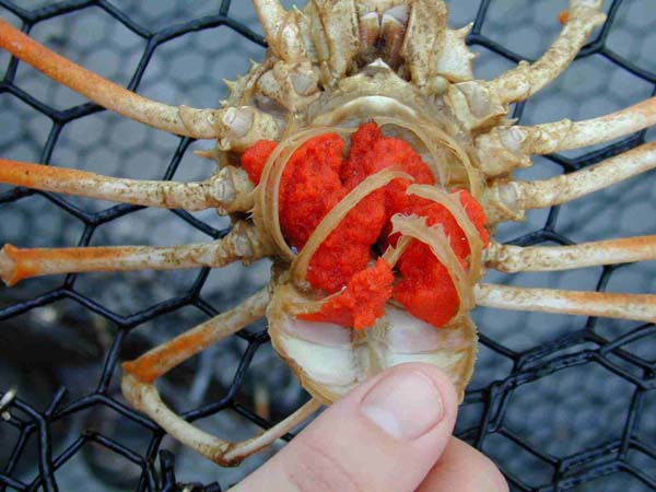 Large spider crab