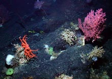 Various corals from the New England Seamount communities