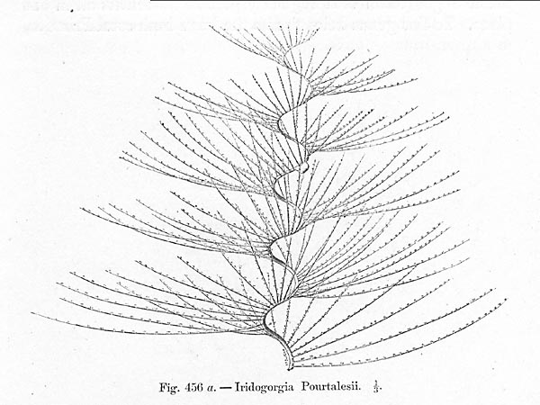 Iridogorgia Octocoral