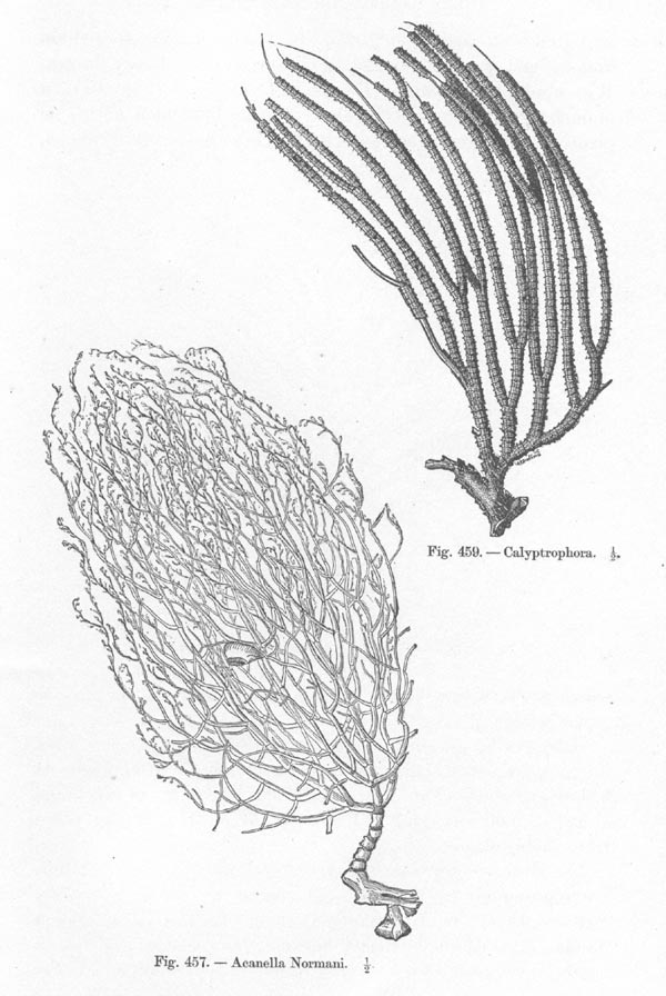 Different octocoral types