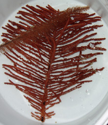 various black corals in a bucket