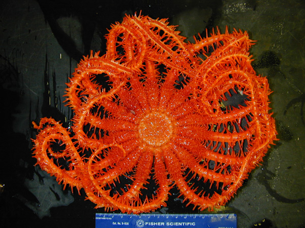 A large brisingid sea star