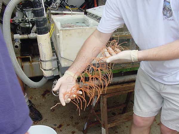 Iridogorgia coral specimen