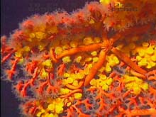 Deep sea paragorgia coral