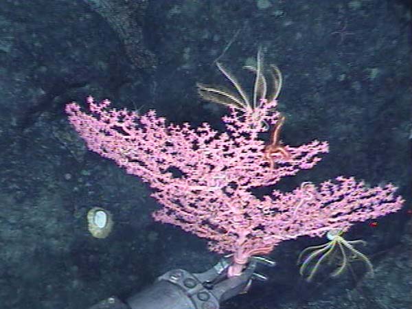 Collecting a Paragorgia colony