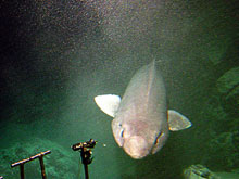 Pseudotriakis acrages 9false cat shark) at 1200 m in Nihoa Canyon.