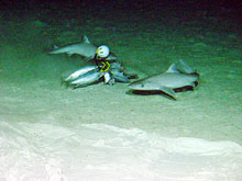 Squalus mitsukurii at bait station of Maro Reef at 350 m.