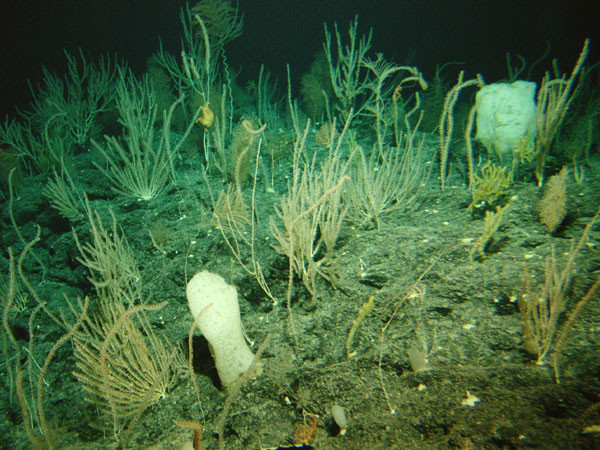 Corals and sponges were so dense that we could not see the substrate beneath.