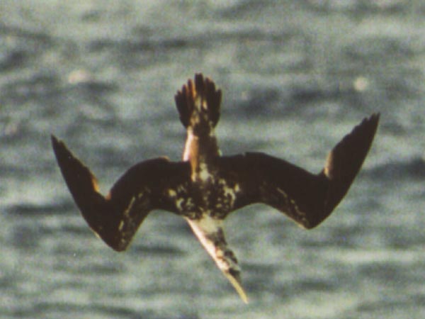 Plunging booby