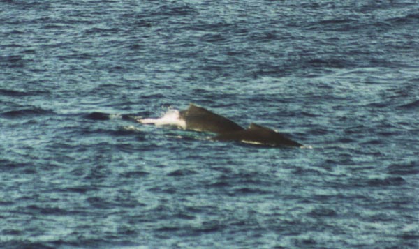 Humpback whales