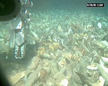 Seafloor chemosynthetic community at a cold seep