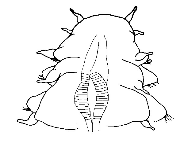 Dorsal (top) view of the anterior (front) end of the new nautiliniellid polychaete.