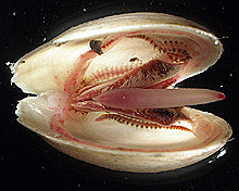 Three live nautiliniellid worms in the mantle cavity of the clam.