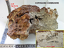 Authigenic carbonate rock collected on the Blake Ridge Diapir