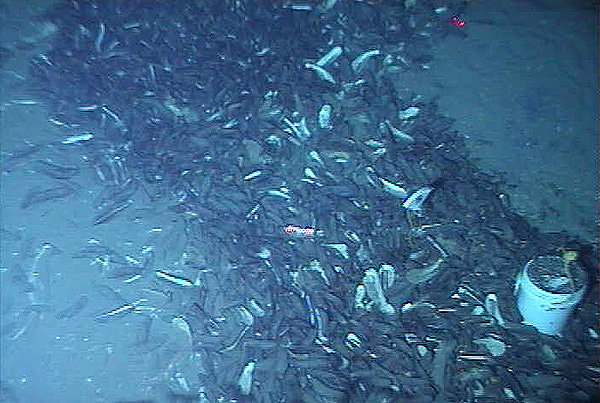 A field of mussels and the bucket of rabbit chow