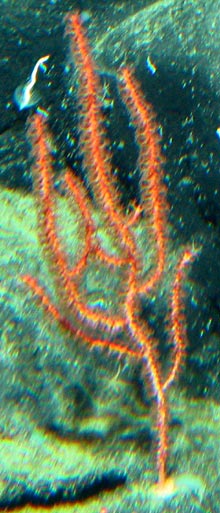 A specimen of Swifta simplex from our first dive on Denson Seamount.