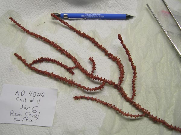 A close up of Swifta simplex coral from the family Elisellid collected by the DSV Alvin. 