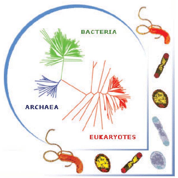 Genomics is helping us to better undertand the evolutionary relationships of all living things.