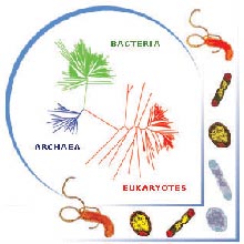 Genomics is helping us to better undertand the evolutionary relationships of all living things.