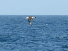 A curious black-footed Albatross circles the Atlantis.