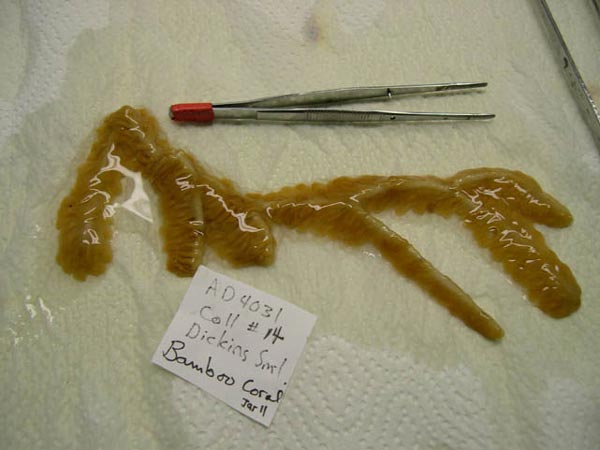 Bamboo coral specimen with mucus clearly visible.