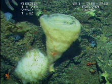 Glass sponges grow in many shapes and sizes in the deep ocean.