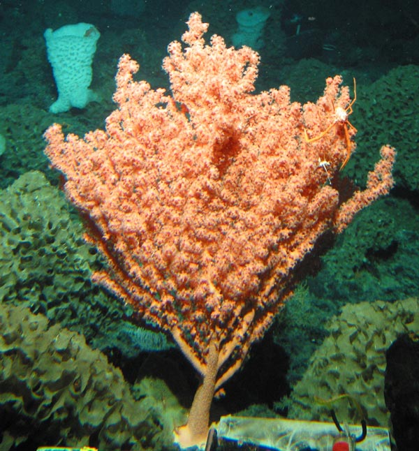 We found a number of coral species in the family Paragorgiidae.  These coral are often referred to as Bubblegum corals.