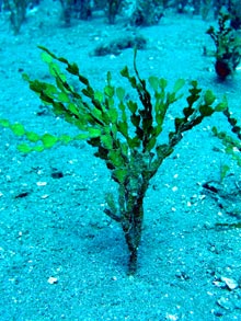 An individual Halimeda kanaloana.