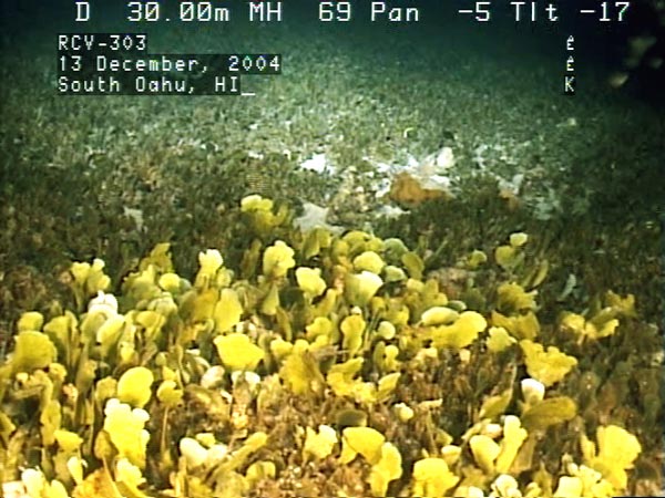 Deep water meadows of the dark green alga Avrainvillea amadelpha (background) and light green calcified Udotea sp.