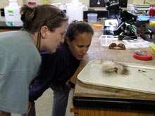 Teachers observe a twitching 'skunk urchin' (Eurypatagus sp.)