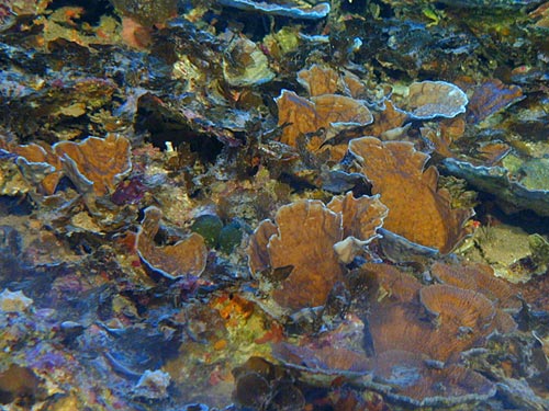 View a slide show of some of the Galapagos Rift marine life collected by scientist diving in the Alvin submersible. 
Submarine eruptions at mid-ocean ridges produce fresh lava flows like these "pillow" lavas, which form as lava slowly oozes out of a fissure
