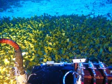 These Udotea sp. meadows were discovered off of Oahu to depths of 80m to 90m.