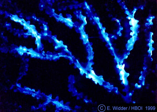 Benthic bioluminescence in bamboo coral