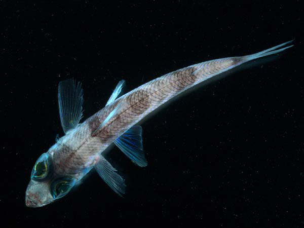 Under white light the green lenses of this 6-inch greeneye fish are still quite apparent.