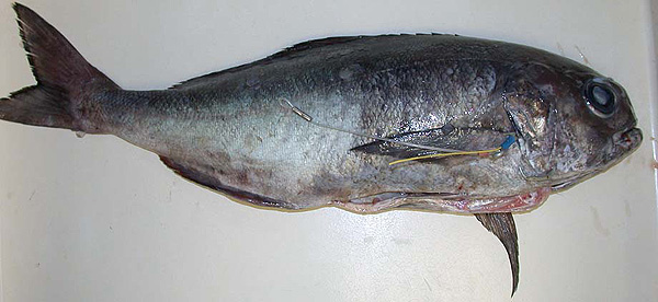 American Barrelfish