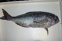 barrelfish, Hyperoglyphe perciformis