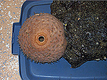 melon sponge collected from Blake Plateau