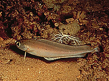 Laemonema are a type of morid cod 