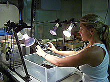 Susan DeVictor photographing marine organisms