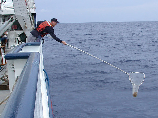 Dip net sampling for Sargassum